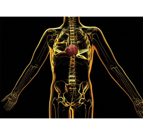 CompBioMed human modelling